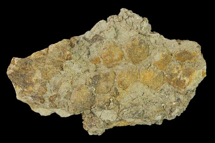 Fossil Hadrosaur (Edmontosaurus) Skin Cast - Montana #133487